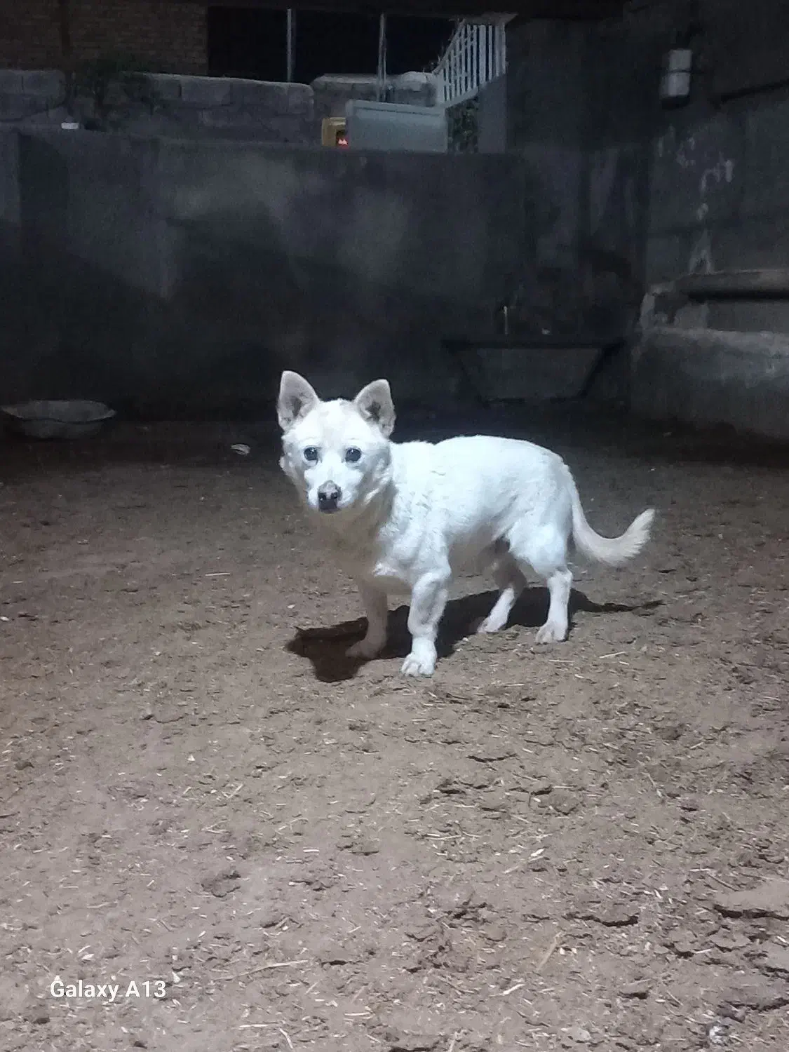 پاکوتاه|سگ|نیشابور, دارایی|دیوار