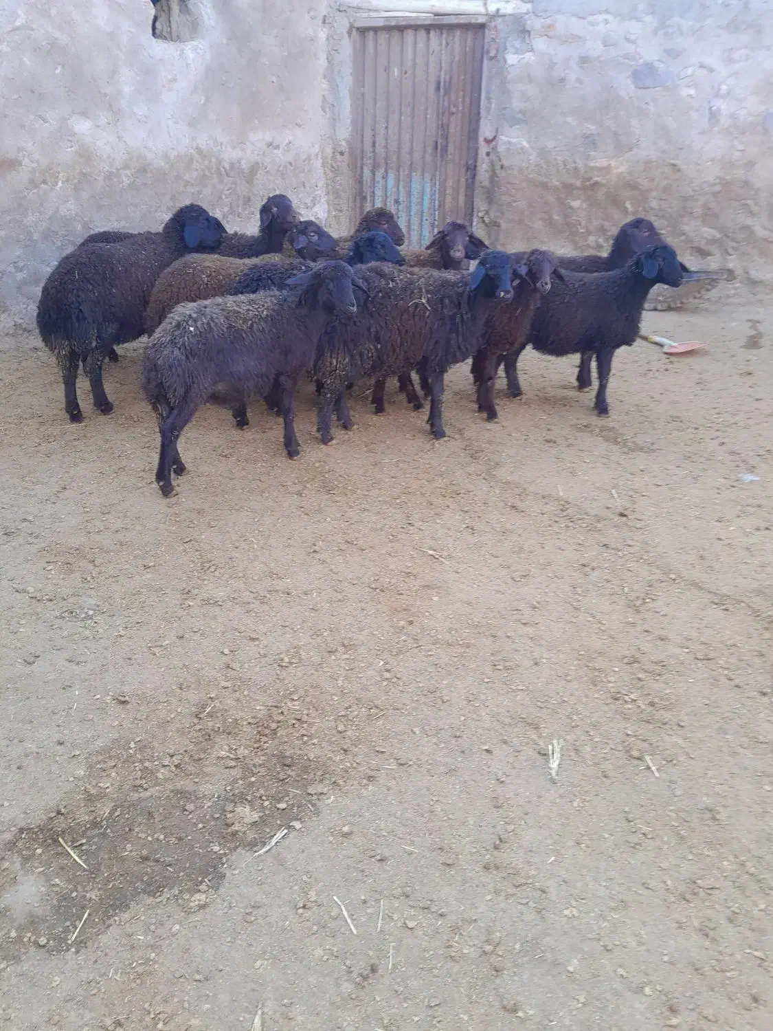 ۱۳عددبره ماده قرهقزل|حیوانات مزرعه|سراب, |دیوار