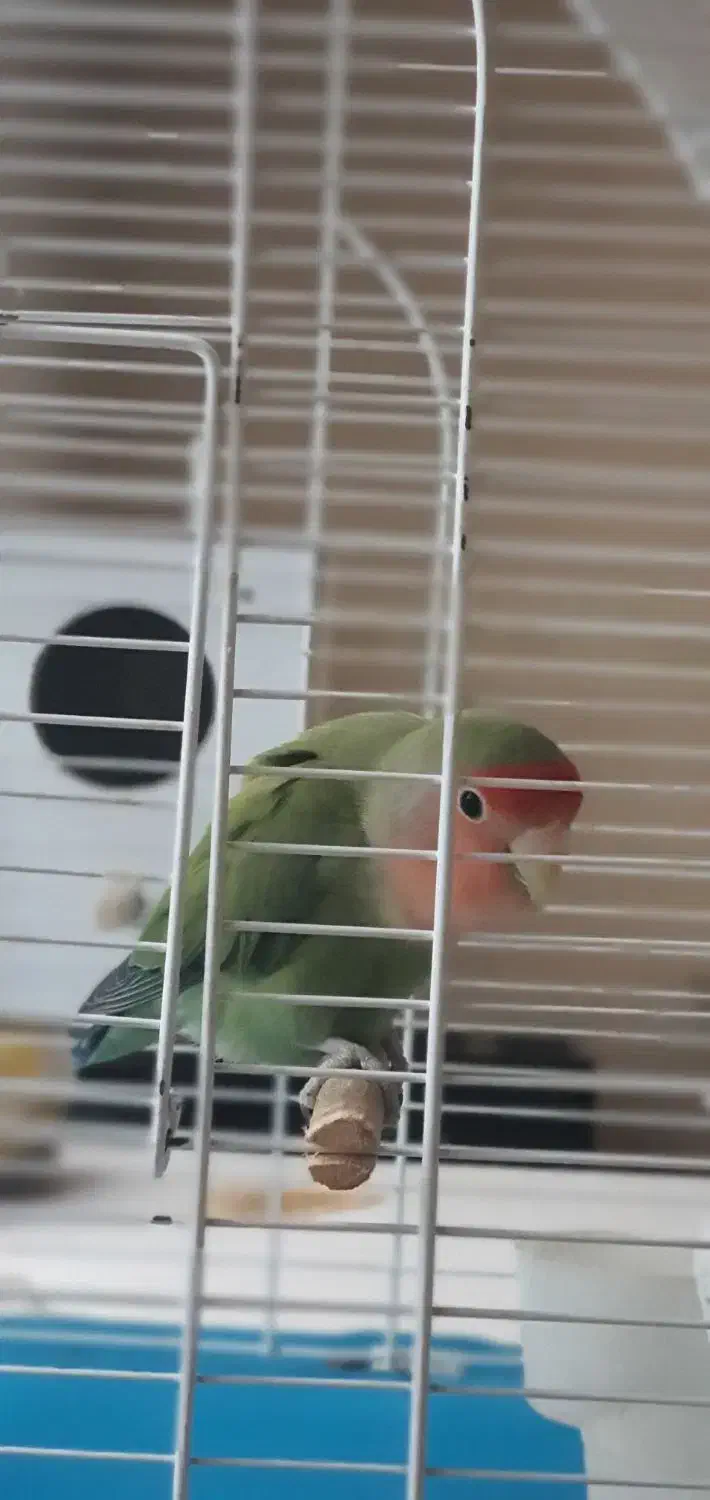 کوتوله ماده بالغ زیبا|پرنده|قم, الوندیه و گذر صادق|دیوار