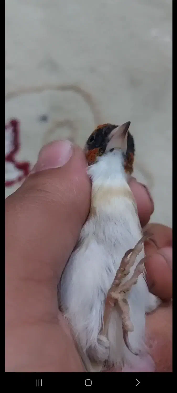 پرنده سره سهره ماده چونه سفید|پرنده|ری, دولت‌آباد|دیوار