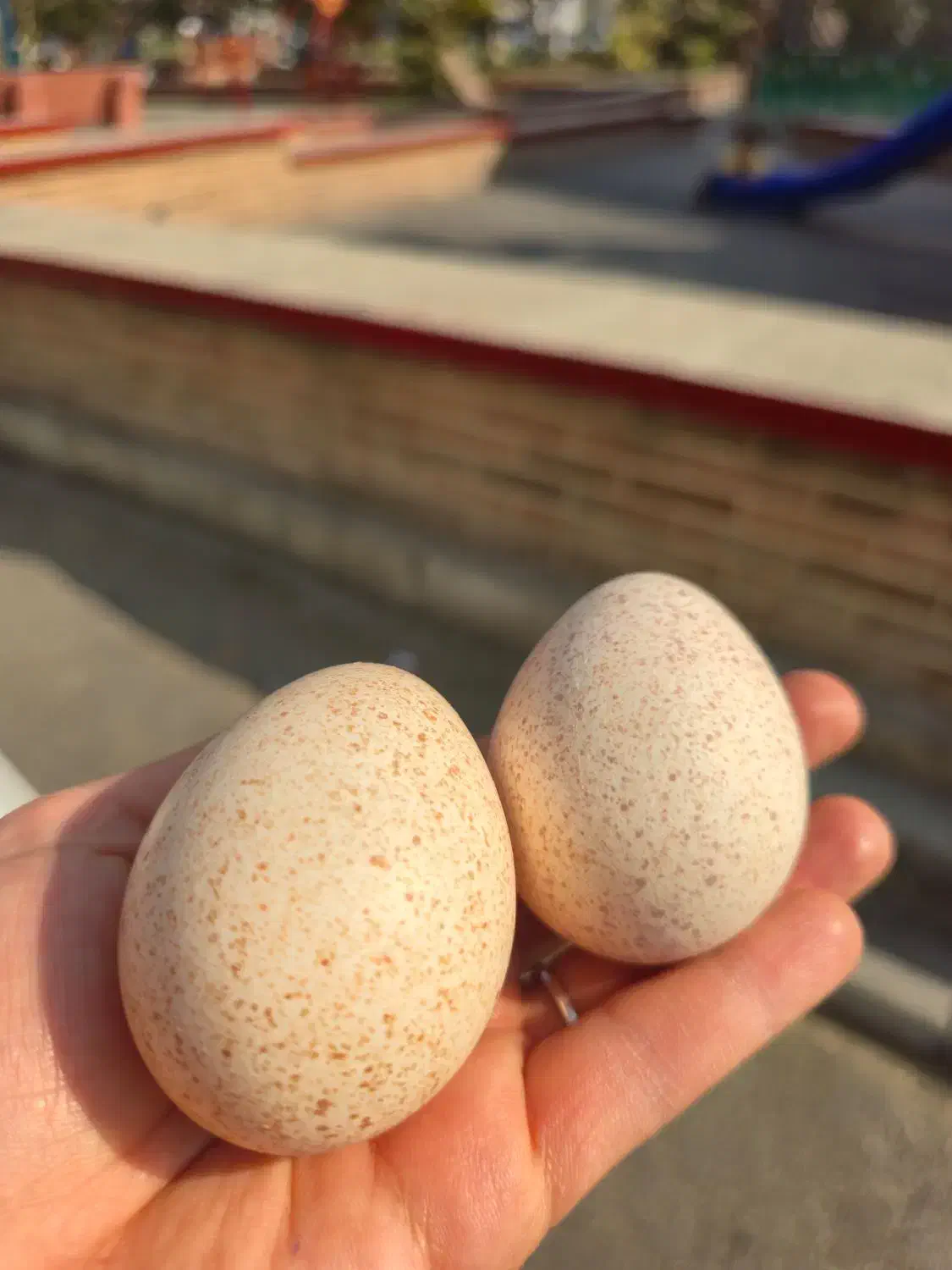 تخم بوقلمون خوراکی|خوردنی و آشامیدنی|ورامین, ورامین|دیوار