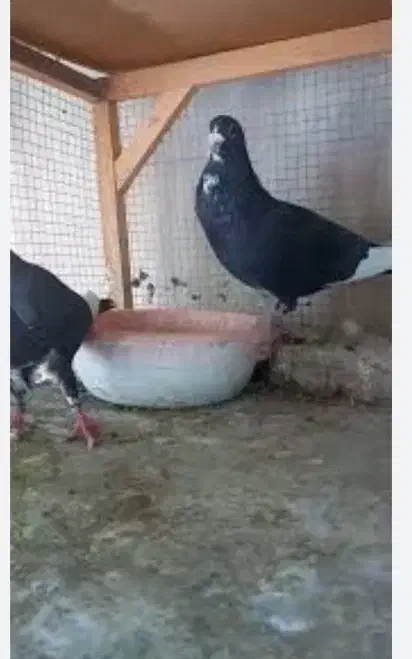 ۴تا کفتر گم شدن امروز|پرنده|یزد, |دیوار