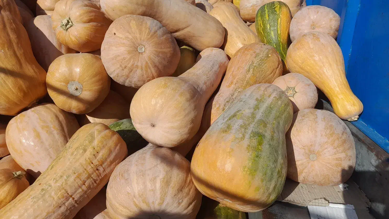 کدو حلوایی درجه یک|خوردنی و آشامیدنی|تکاب, |دیوار