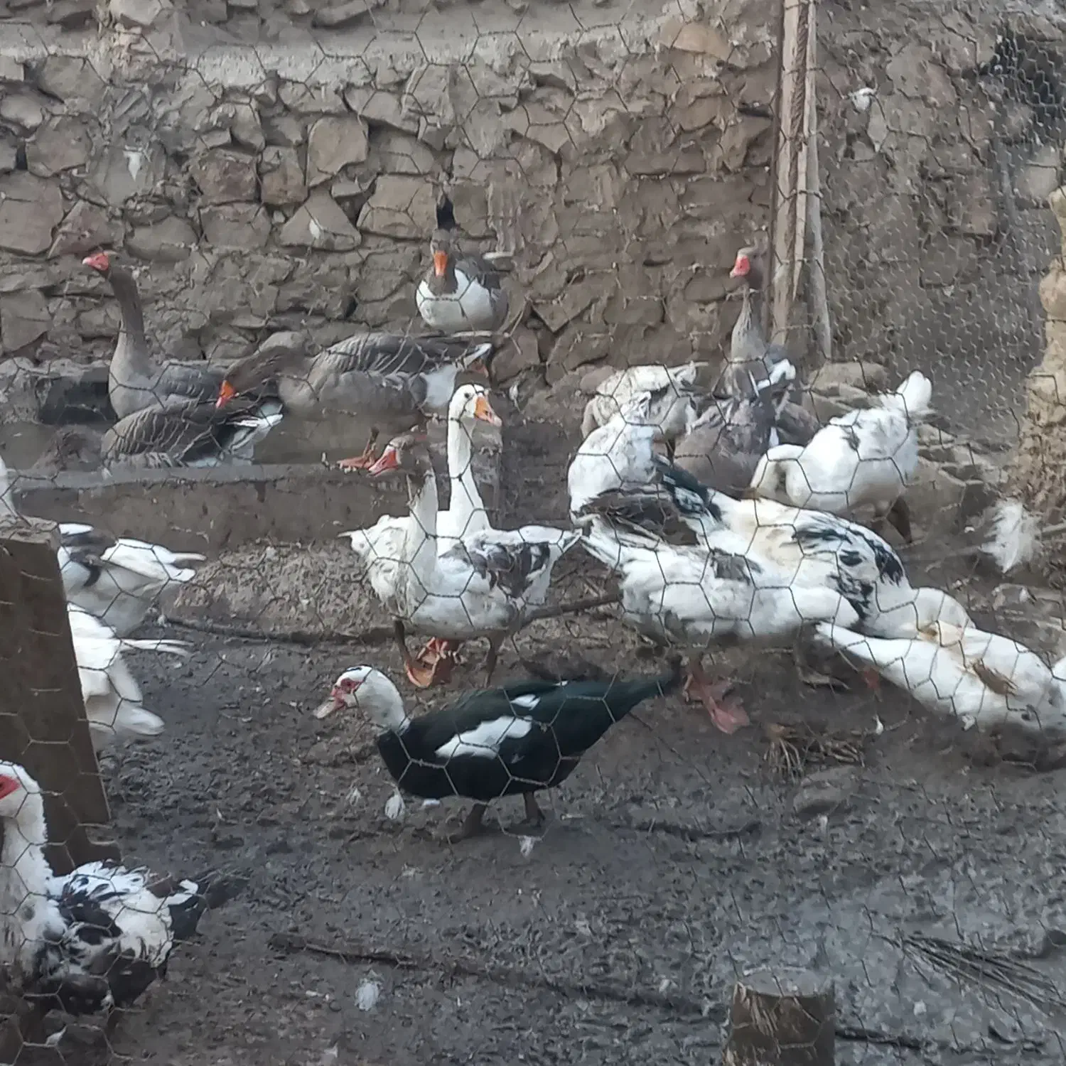 غاز محلی|حیوانات مزرعه|خشت, |دیوار