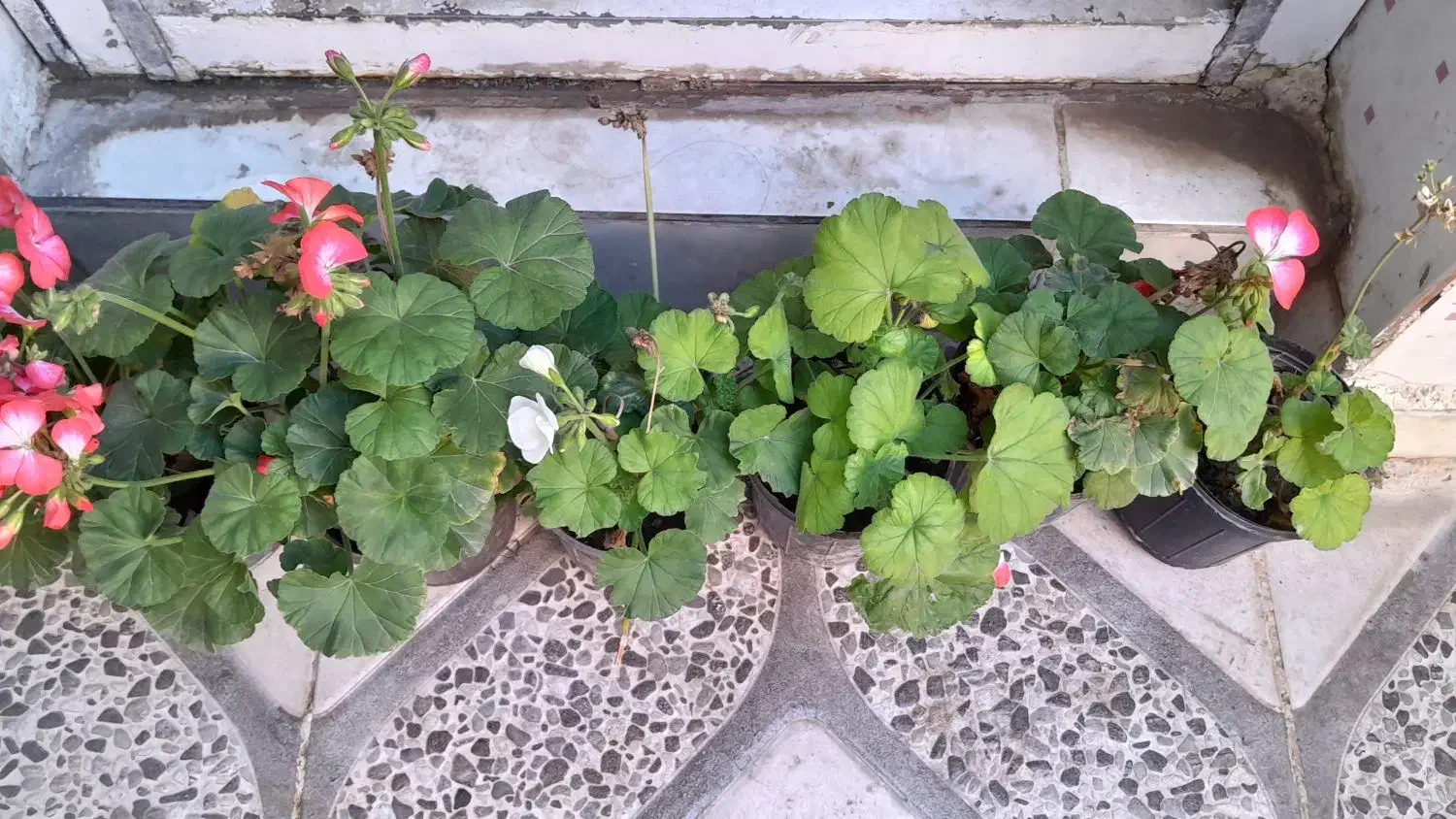 گلل|گل مصنوعی|مسجد سلیمان, |دیوار