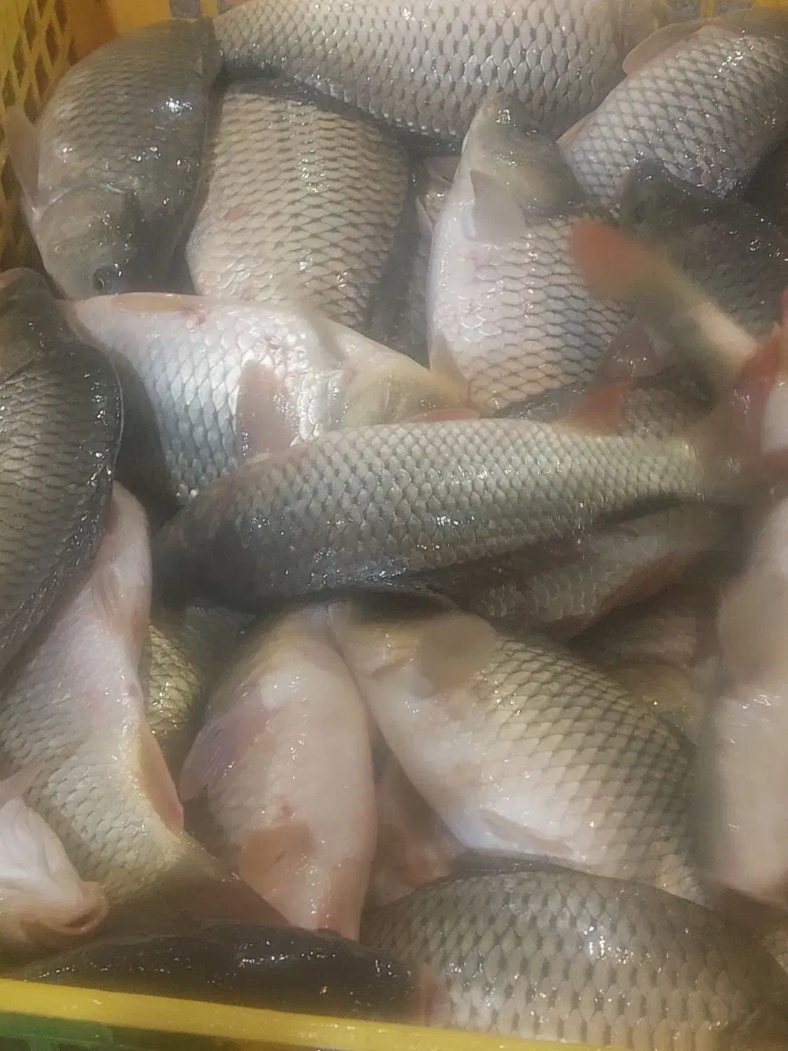 فروش بچه ماهی گرمابی|ماهی|رشت, یخسازی|دیوار