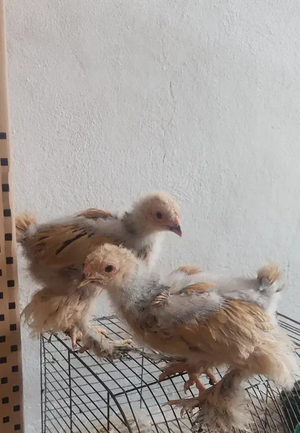 جمجه برهما|حیوانات مزرعه|نیشابور, شهرک رسولی|دیوار