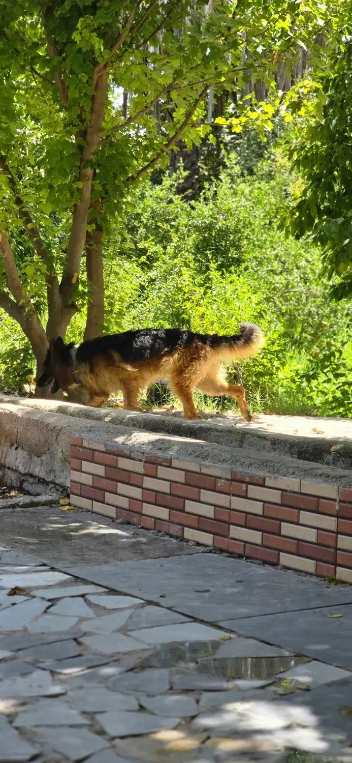 سگ‌ژرمن شپرد شولاین|سگ|کازرون, |دیوار