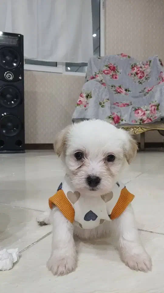 پودل|سگ|نسیم‌شهر, |دیوار