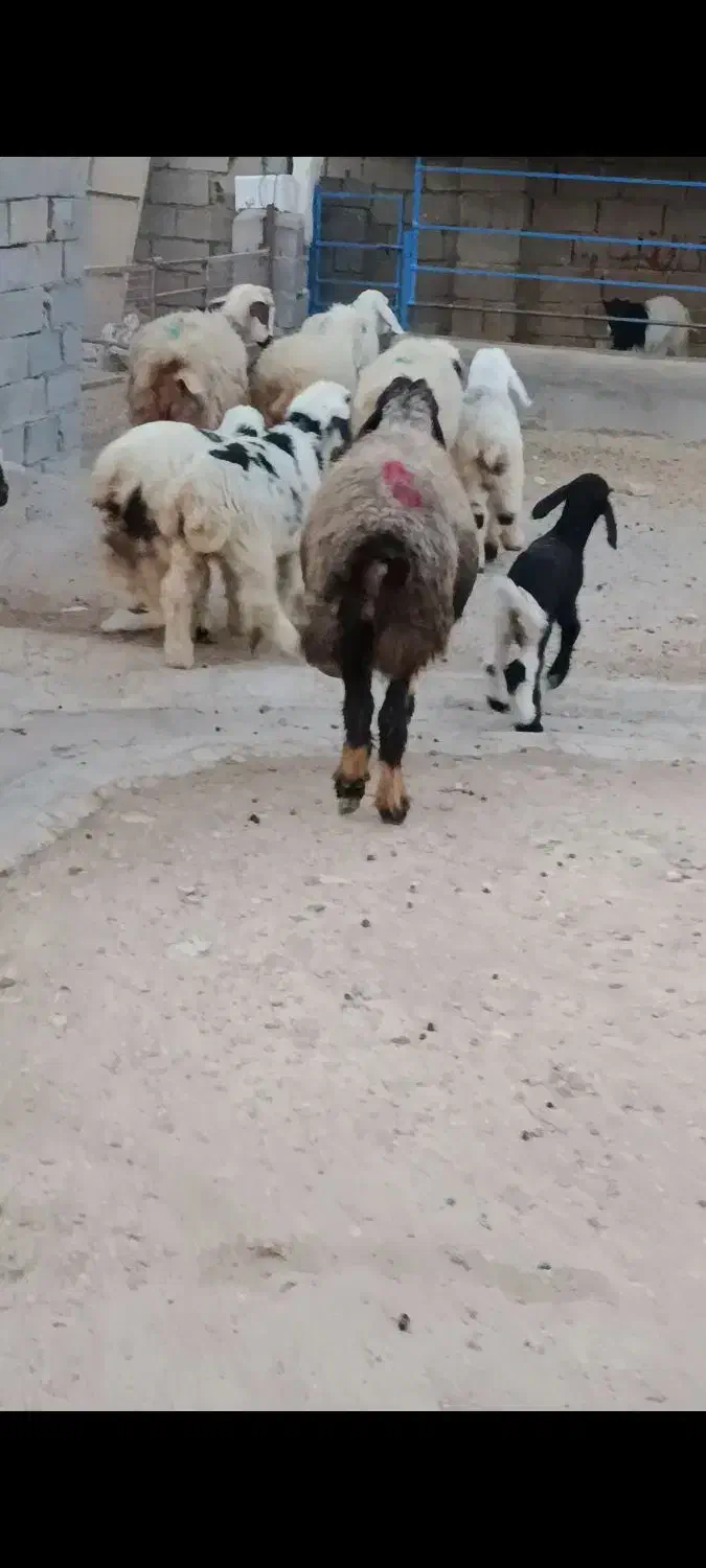 میش زاییده|حیوانات مزرعه|بهبهان, |دیوار