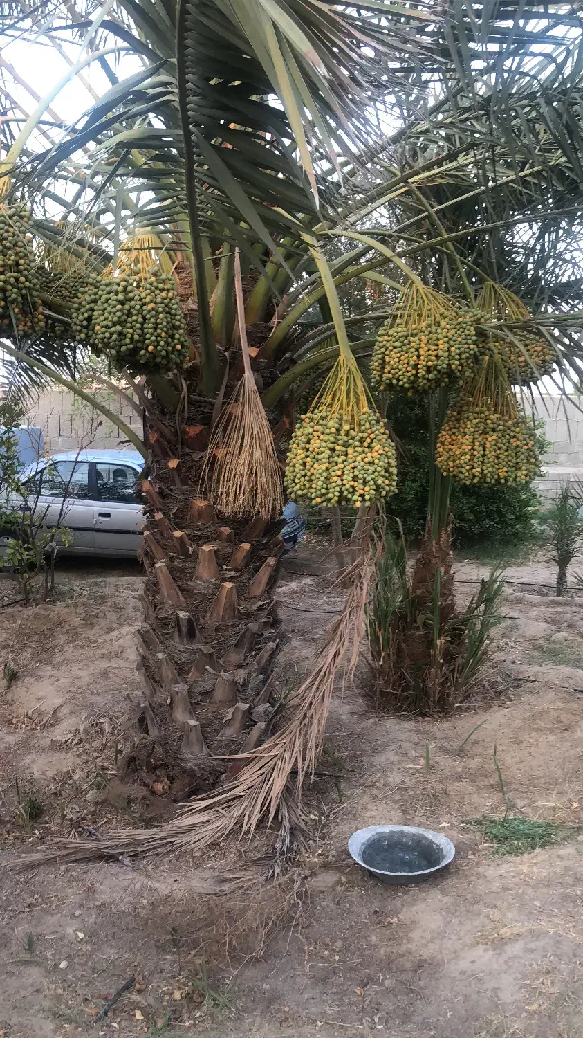 زمین تجاری کارگاهی اصلی تنگک سوم|فروش زمین و ملک کلنگی|بوشهر, |دیوار