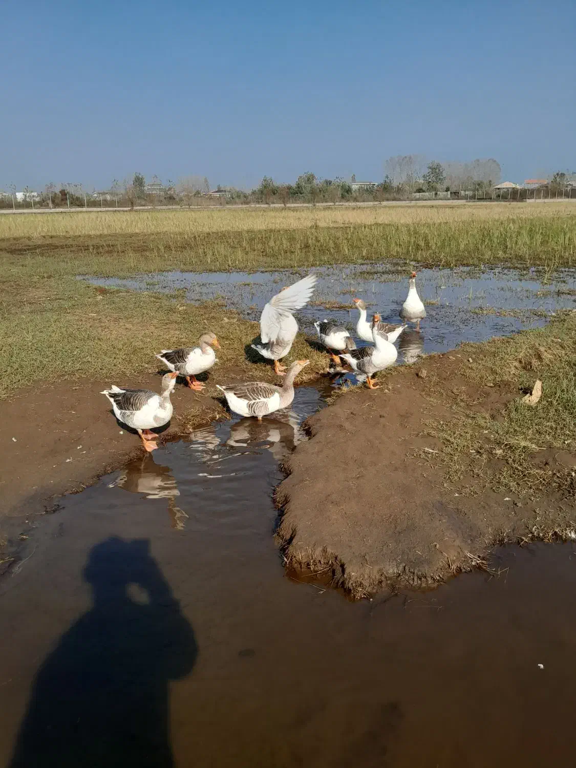 غازهای محلی پرگوشت جوان بی نظیر|حیوانات مزرعه|چاف و چمخاله, |دیوار