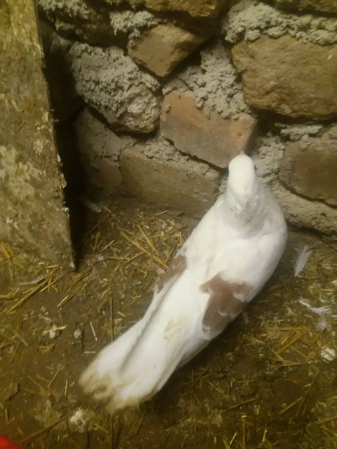 خوشونه|پرنده|بیرانوند, |دیوار