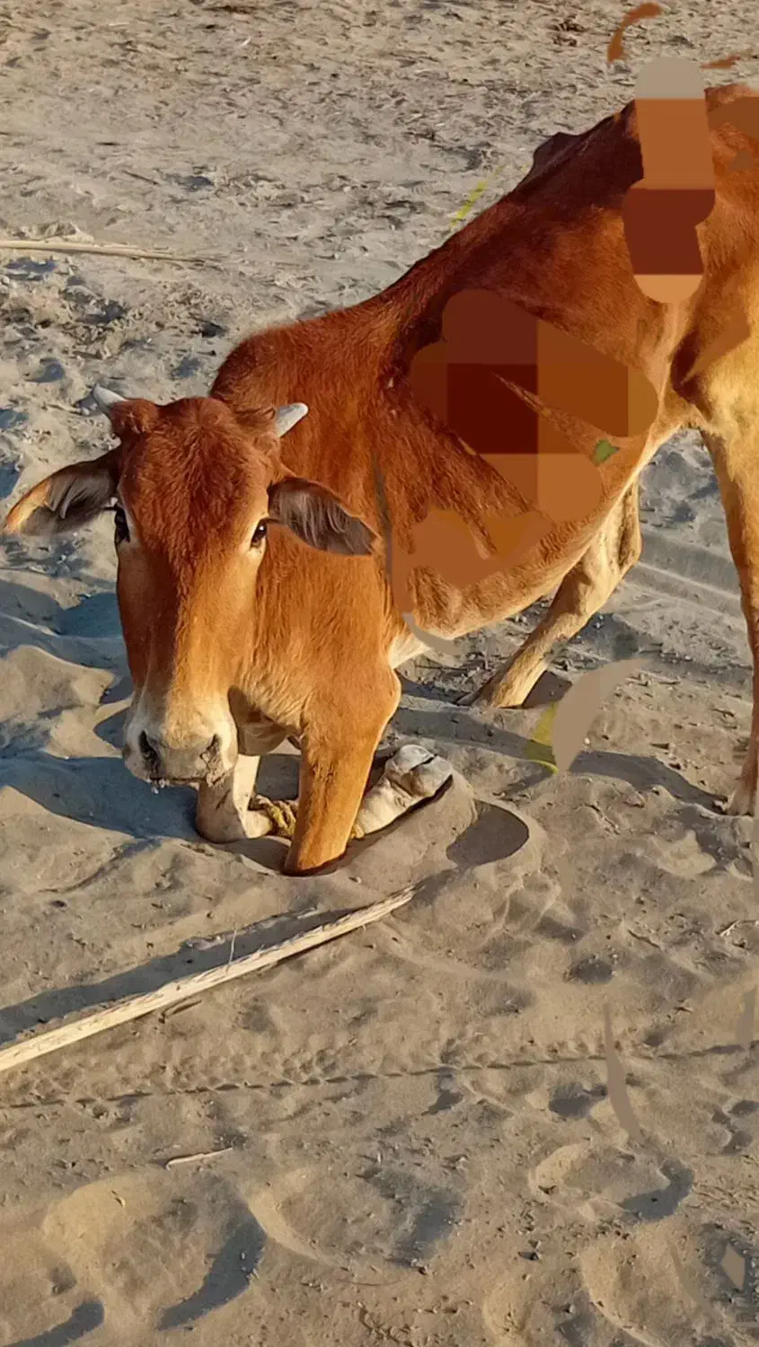 فروس|حیوانات مزرعه|چاه داد خدا, |دیوار