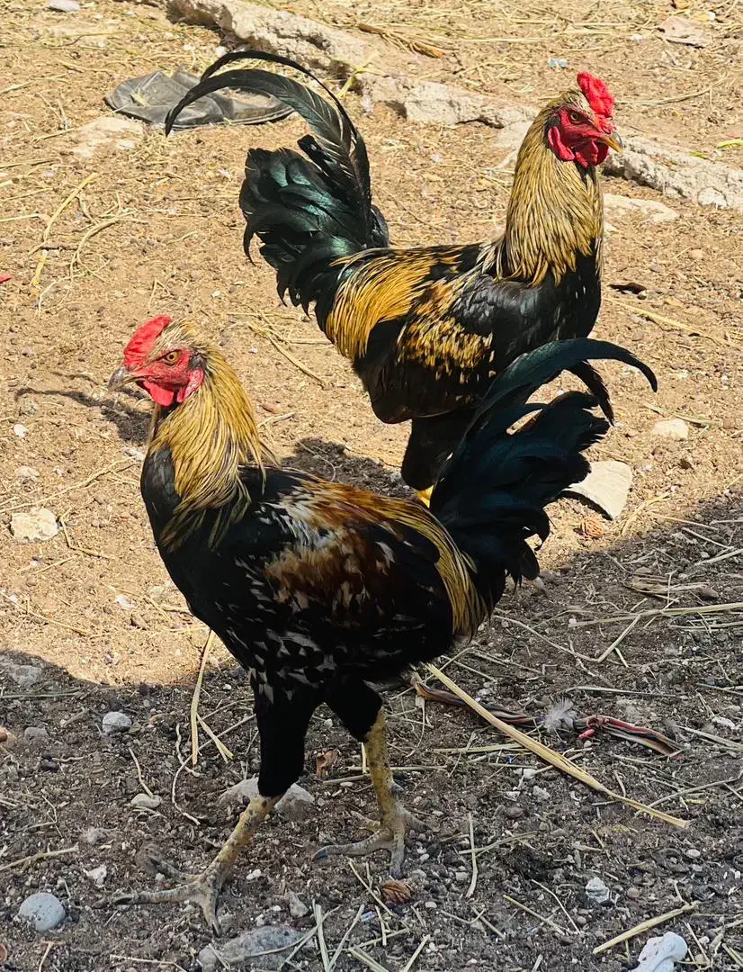 خروس لاری|حیوانات مزرعه|خورموج, |دیوار