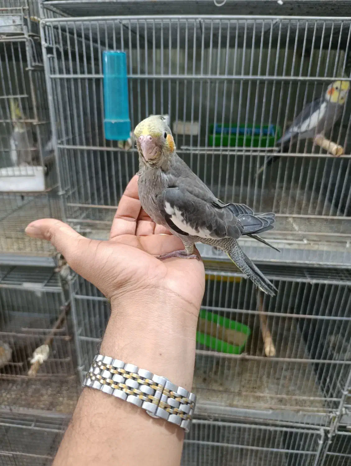 عروس هلندی سرلاکی و دنخور رام|پرنده|فین, |دیوار