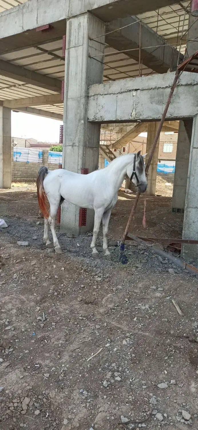 فروش اسب کلاسیک|اسب و تجهیزات اسبسواری|نظرآباد, رسالت|دیوار
