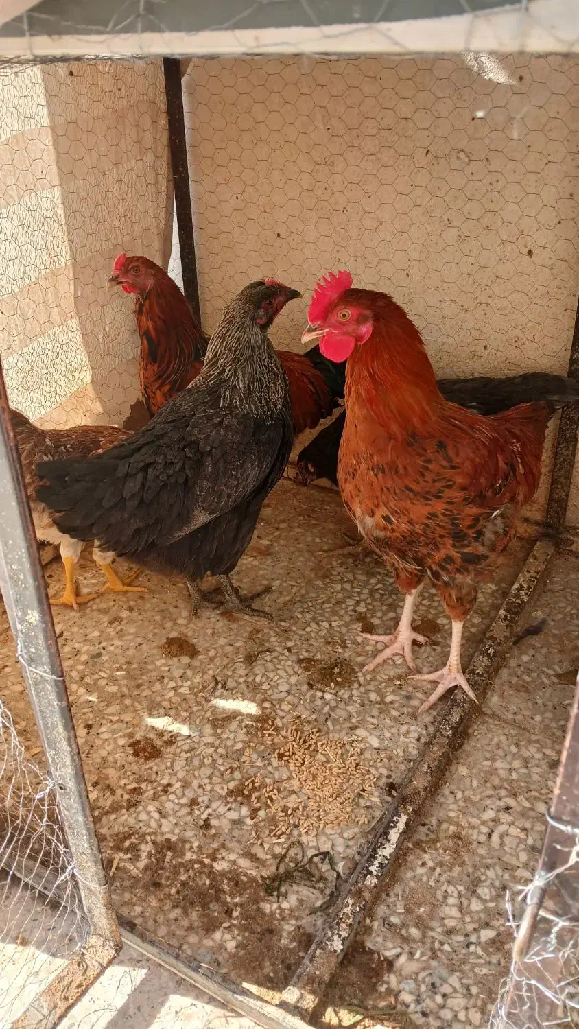 خروس|حیوانات مزرعه|اصفهان, ارداجی|دیوار