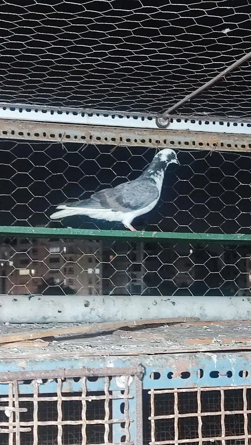 کفتر غریب گیری هر کسی می خواد توضیحات بخون|پرنده|بندرعباس, |دیوار