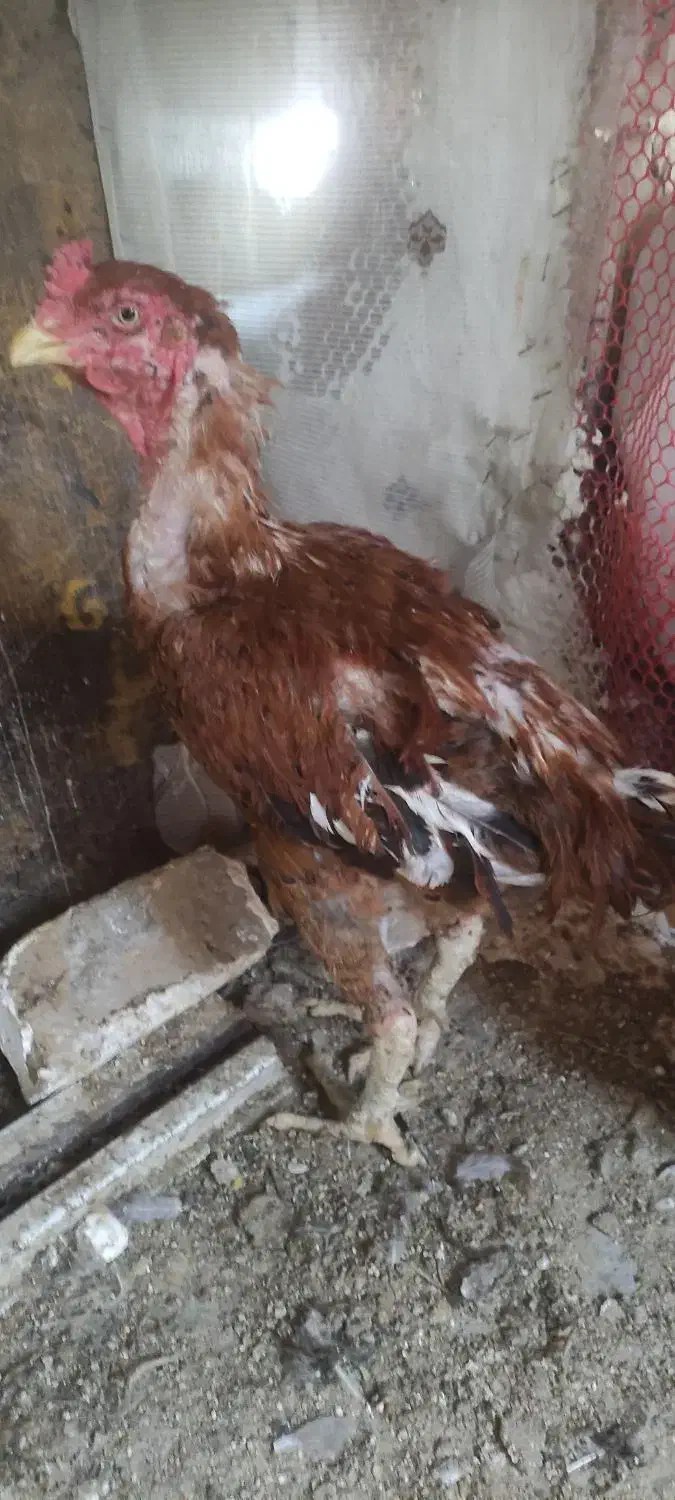 خروس لاری|حیوانات مزرعه|مشکین‌دشت, |دیوار