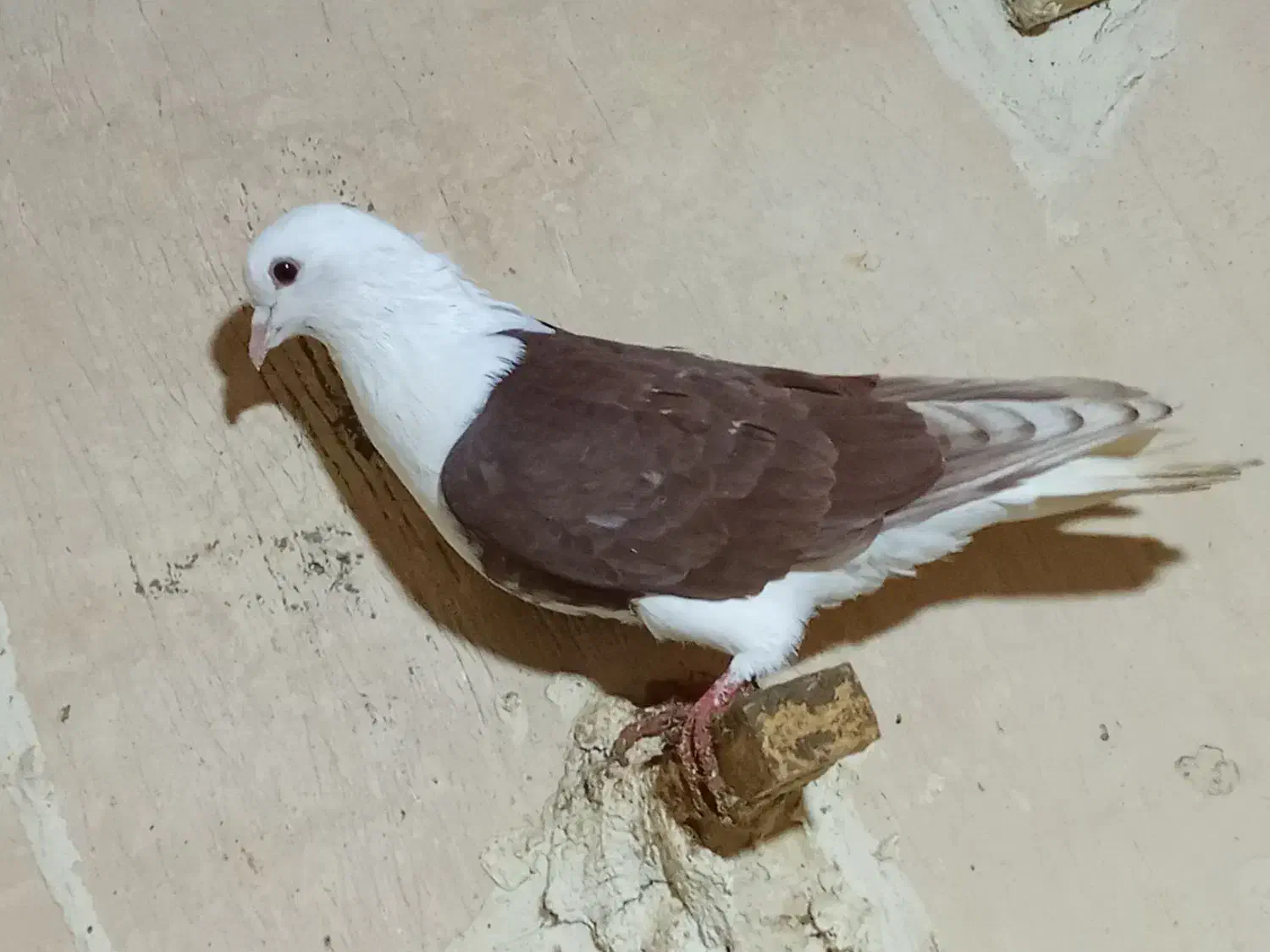 کفتر|پرنده|فاروج, |دیوار