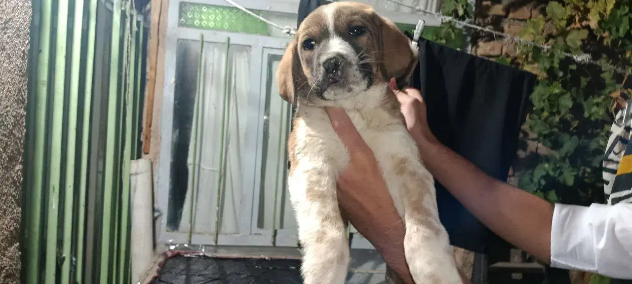 سگ نگهبان|سگ|بندرعباس, |دیوار