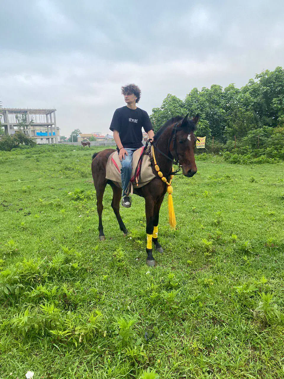 نریان چهار سال|اسب و تجهیزات اسب‌سواری|ماسال, |دیوار