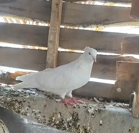 چند کبوتر|پرنده|جم, |دیوار