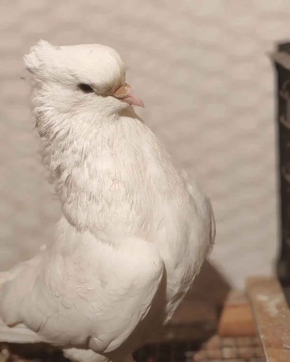 سرخ و سفید و قلمکار کبوتر|پرنده|علیآباد کتول, |دیوار