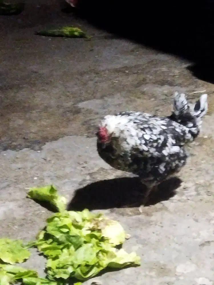 مرغ گلین|حیوانات مزرعه|اصفهان, قهجاورستان|دیوار