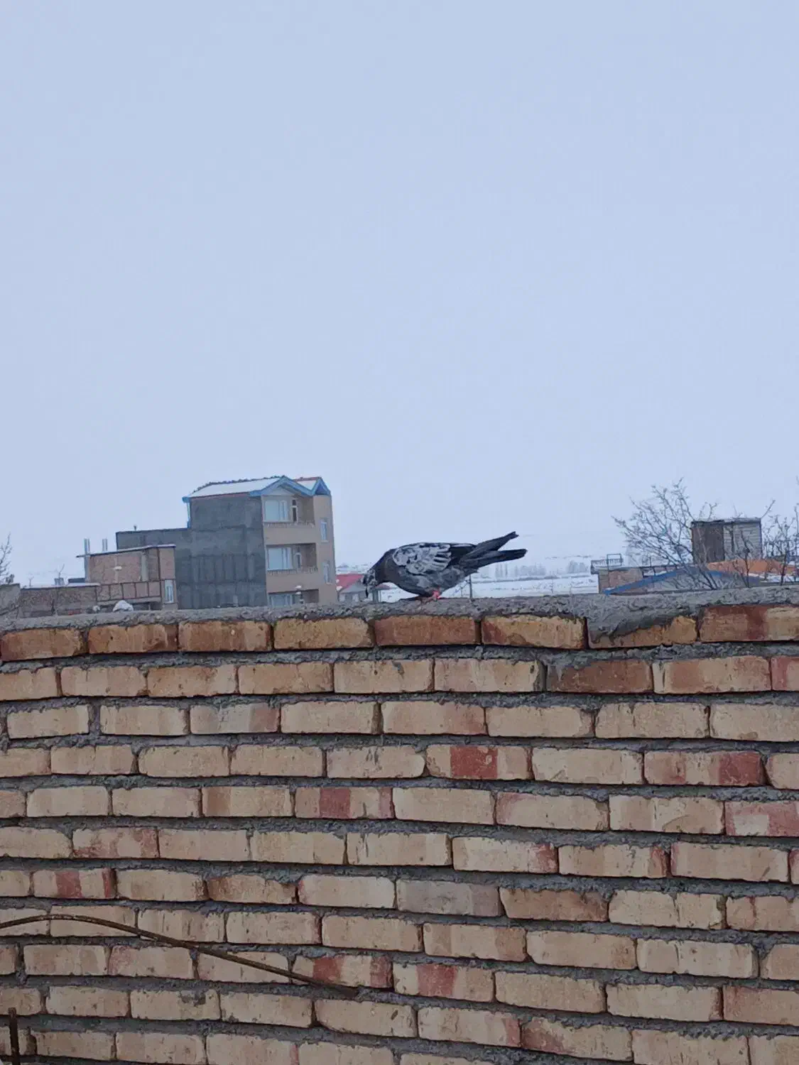 کبوتر|پرنده|ماکو, |دیوار