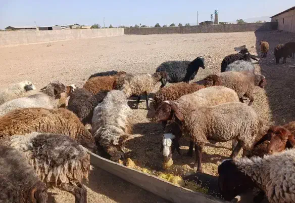 عشایری پرواری گوشت لذیذ وخوش طعم گوسفند زنده|حیوانات مزرعه|مشهد, نوید|دیوار