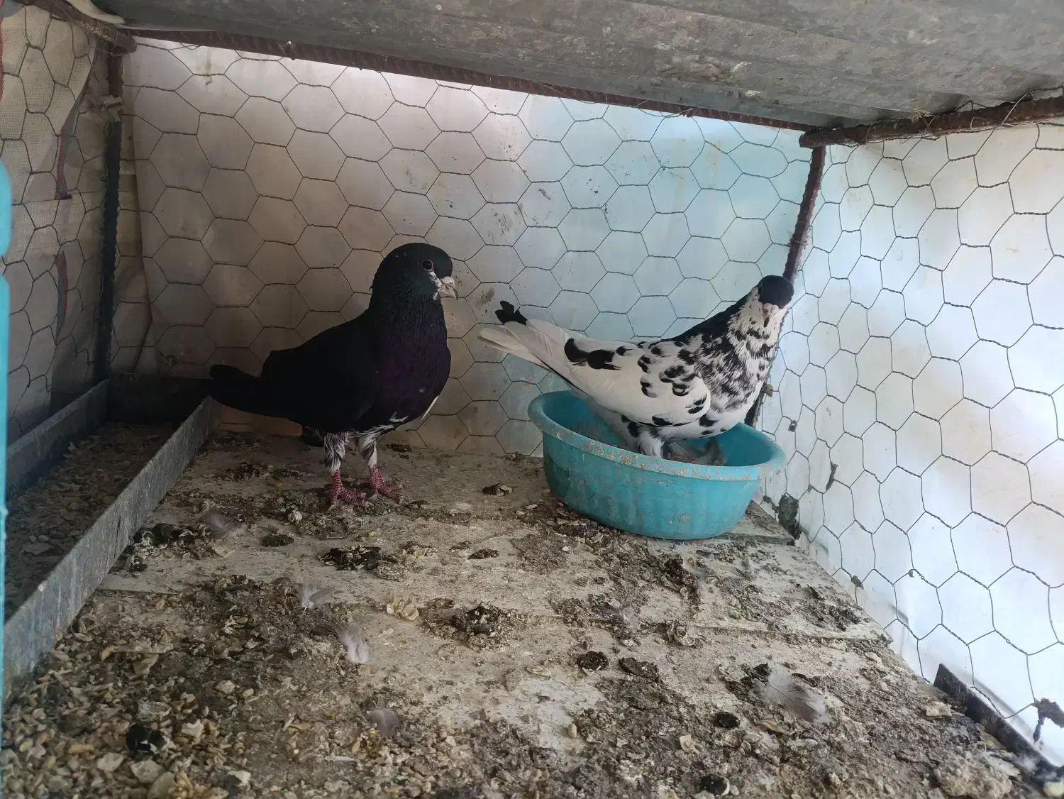 کبوتر شهری گلدار|پرنده|مرودشت, رامجرد یک|دیوار