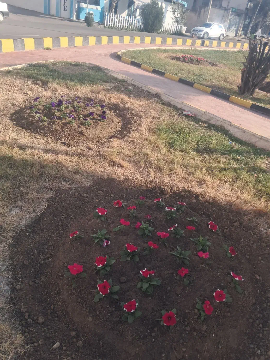 باغبانی و نگهداری گل و گیاه و نظافت|خدمات باغبانی و درختکاری|رستمکلا, |دیوار