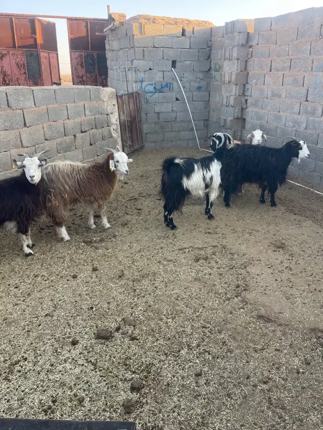 بز کردی ابستن. زرند|حیوانات مزرعه|کرمان, |دیوار