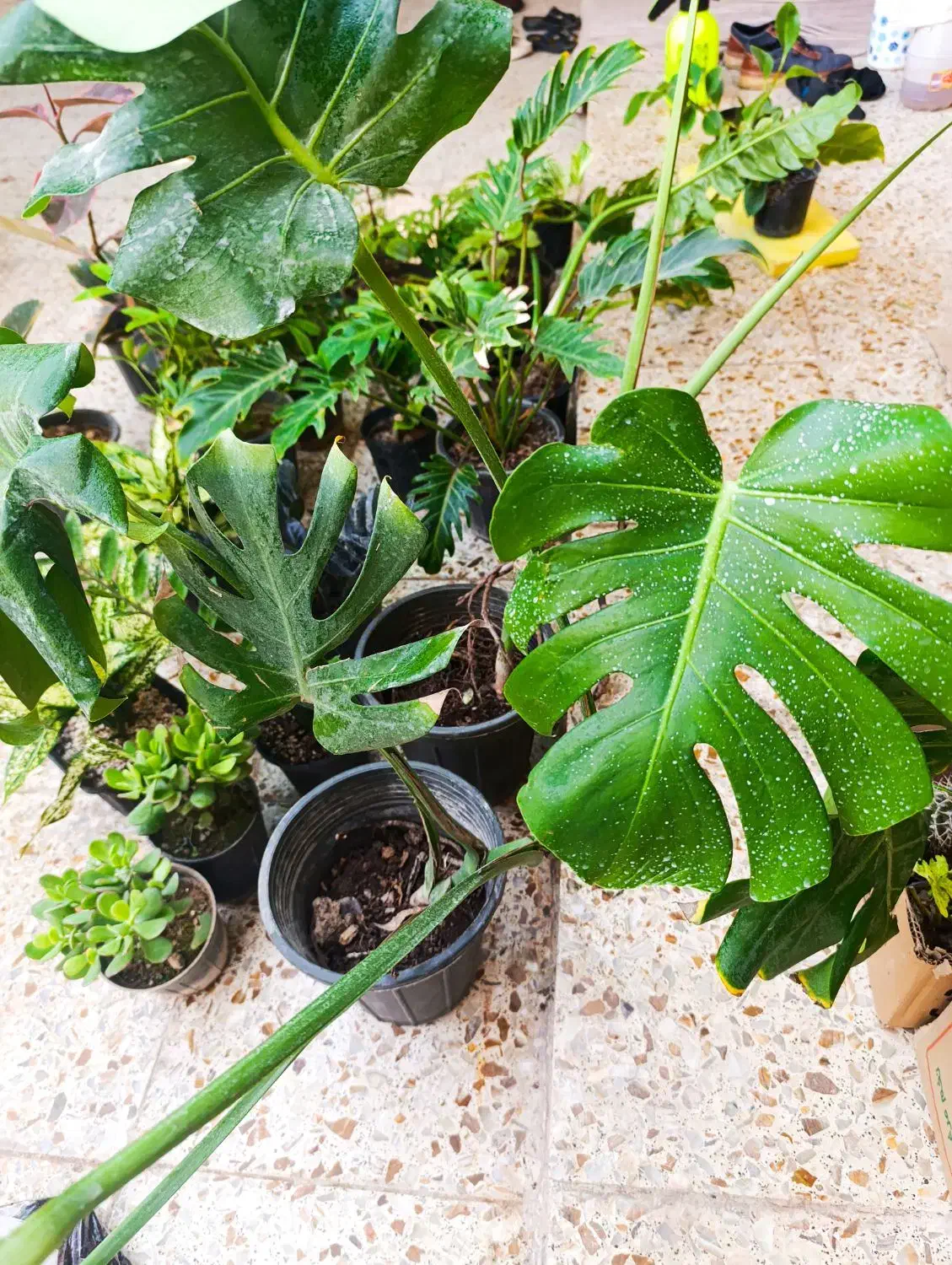 گلخانه نفس سبز|گل و گیاه طبیعی|خرمشهر, |دیوار