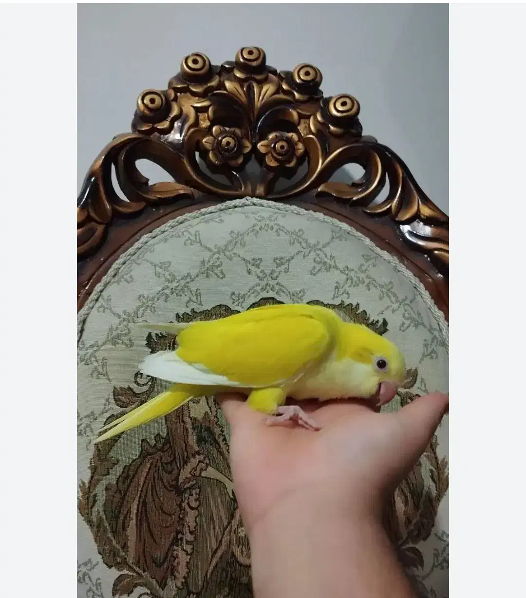 طوطی راهب زرد سفید آبی و پسته ای|پرنده|اهواز, شهرک شهید عباس پور|دیوار