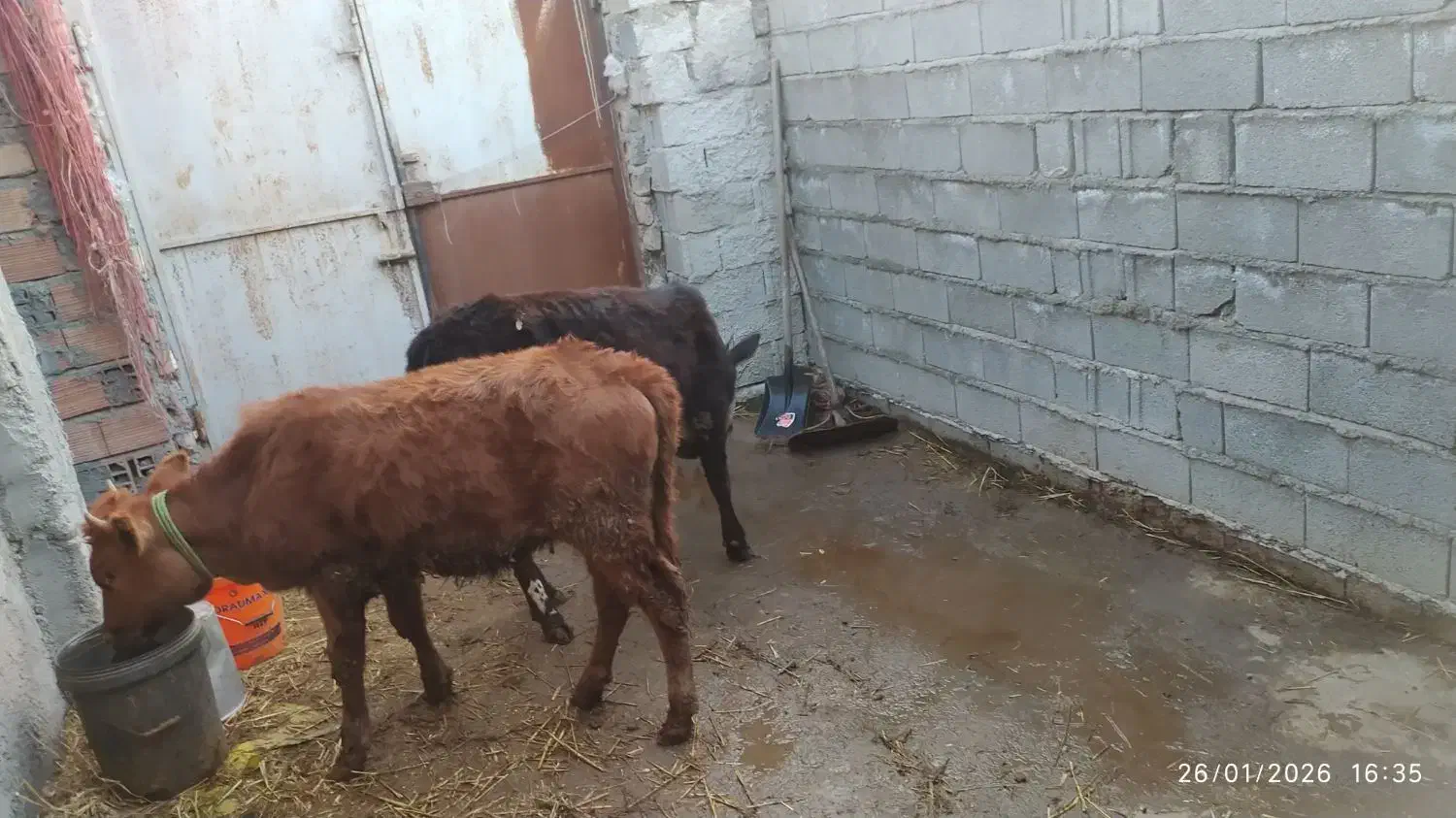 یه راس گوساله محلی|حیوانات مزرعه|سرخنکلاته, |دیوار