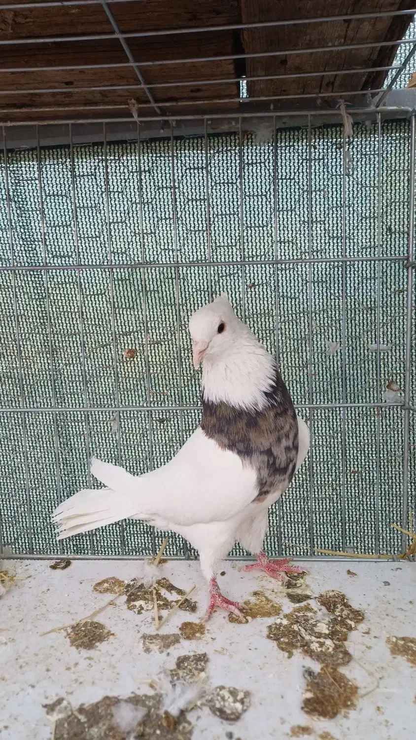 طوقی آجیلی|پرنده|مبارکه, |دیوار