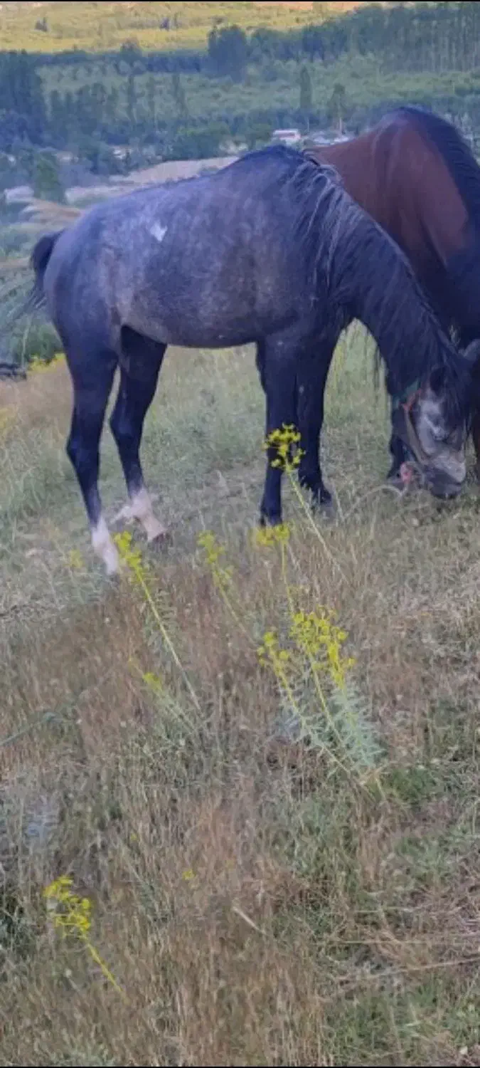 اسب کرد|اسب و تجهیزات اسب‌سواری|سیلوانه, |دیوار