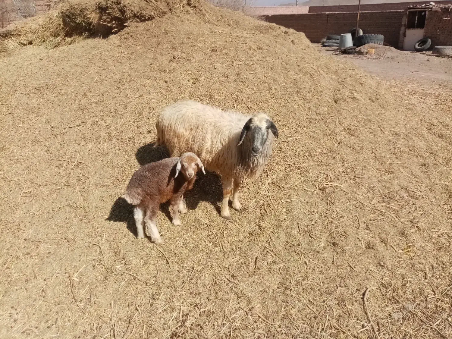 میش بره|حیوانات مزرعه|چترود, |دیوار