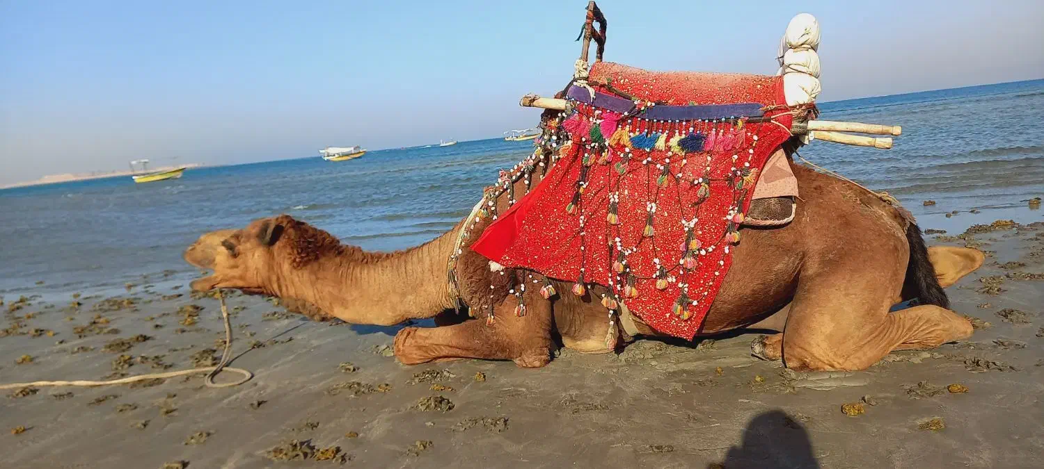 گشت جزیره|خدمات حمل و نقل|قشم, |دیوار