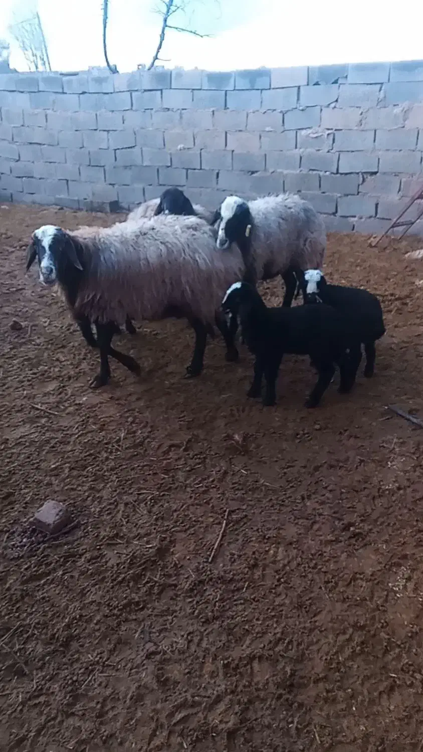 میش بره|حیوانات مزرعه|اسفرورین, |دیوار