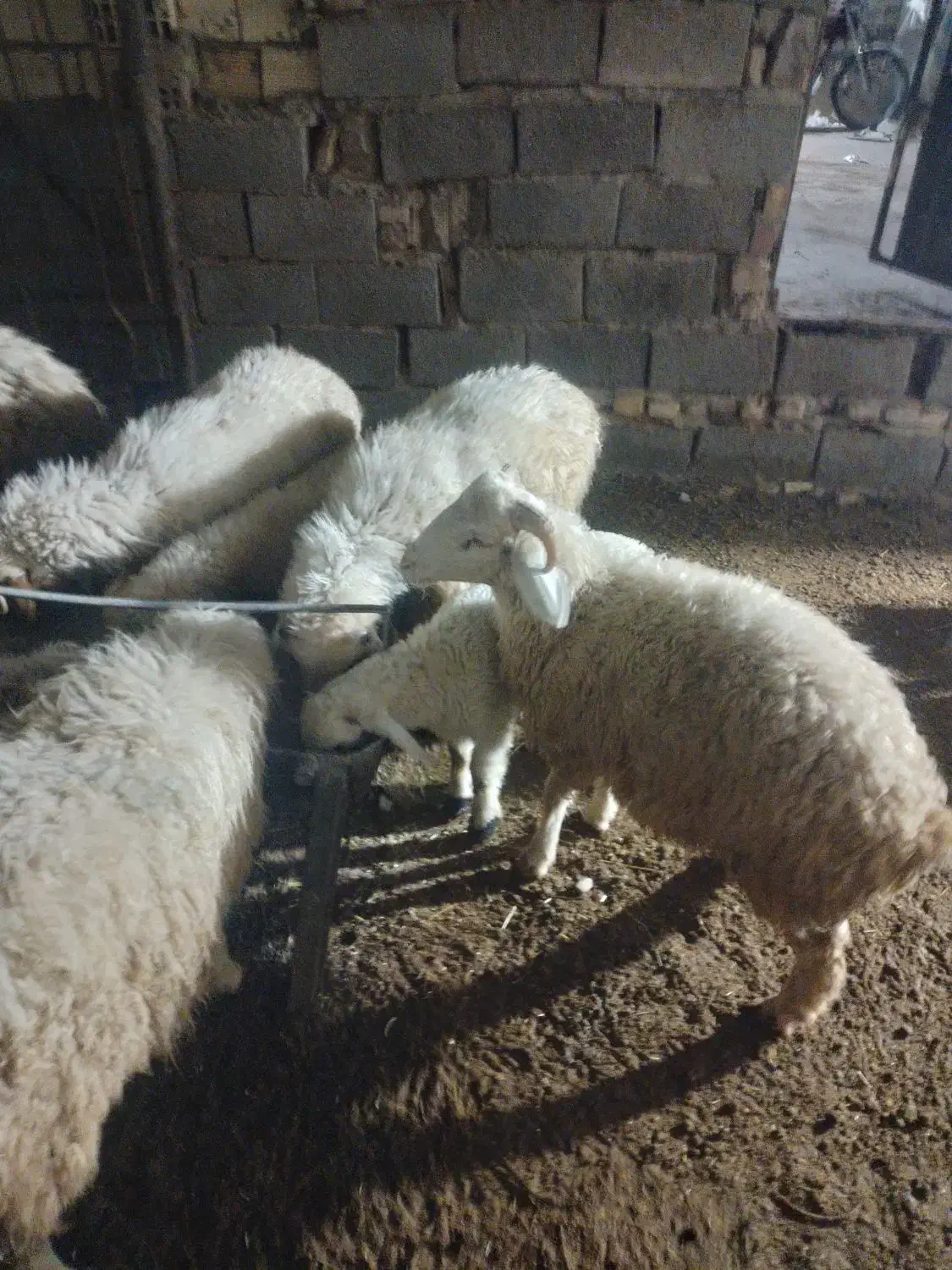 بره نر و ماده|حیوانات مزرعه|رفسنجان, |دیوار