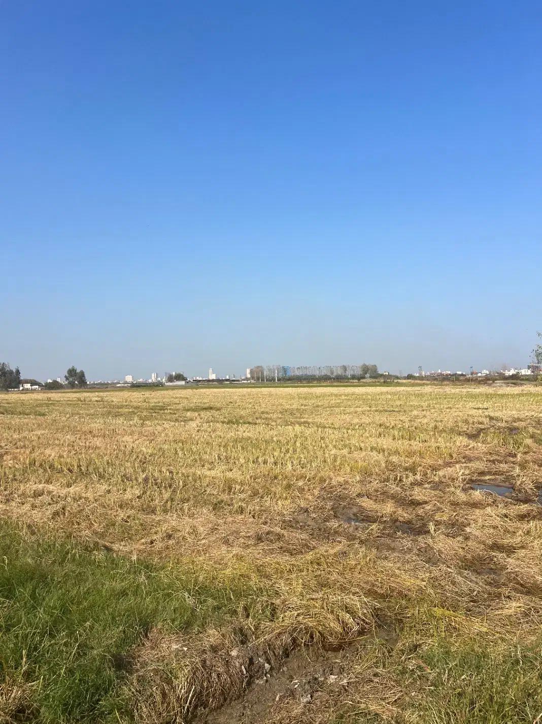 فروش زمین شالیزاری|فروش دفتر صنعتی، کشاورزی، تجاری|هادی شهر, |دیوار