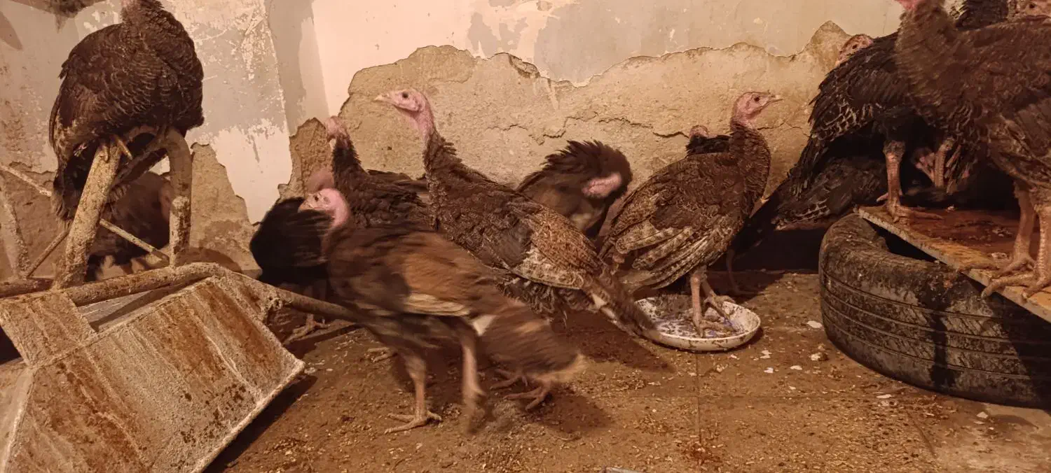 بوقلمون|حیوانات مزرعه|گرمی, |دیوار