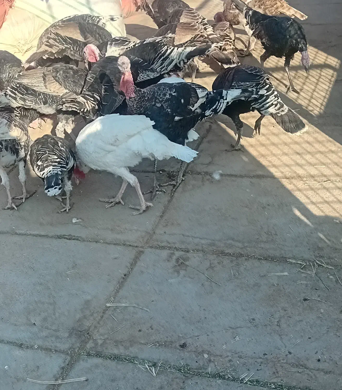 فروش بوقلمون|پرنده|تربت جام, مطهری|دیوار