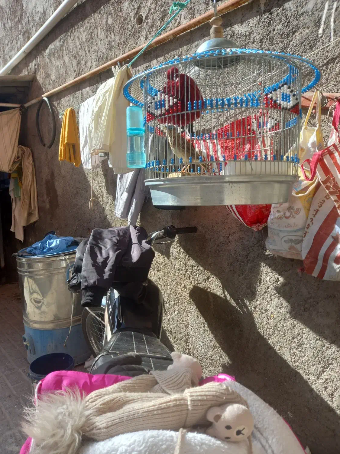 سهره خاکی|پرنده|بیرجند, |دیوار