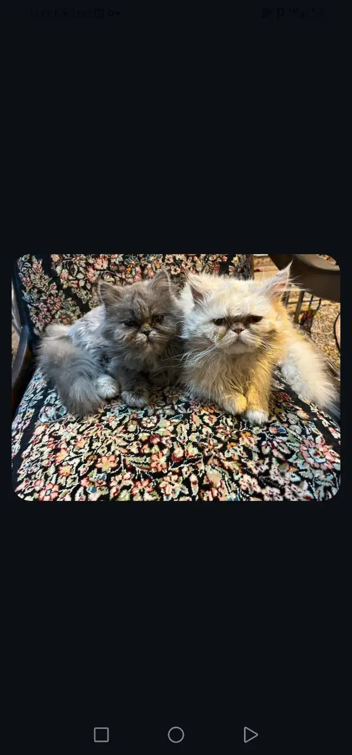 گربه پرشین|گربه|کرمان, |دیوار