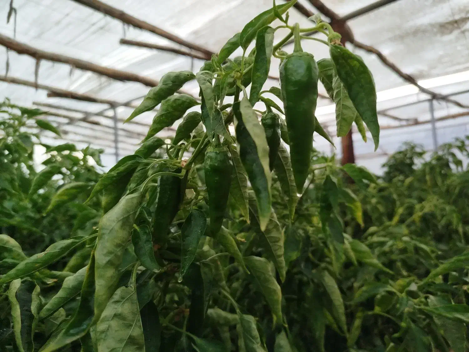 فلفل ریزه تند و شیرین|خوردنی و آشامیدنی|قهدریجان, |دیوار